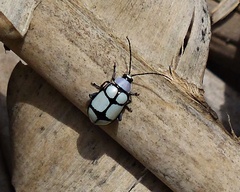Omophoita octoguttata