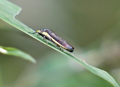 Proconiini