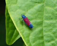 Cardioscarta flavifrons