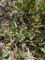Acourtia nana