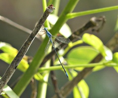 Lestes pictus