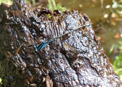 Acanthagrion aepiolum
