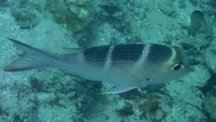 Monotaxis grandoculis