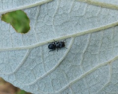 Cephalotes