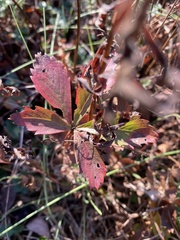 Potentilla simplex