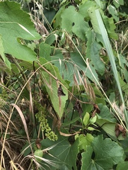 Vitis vinifera