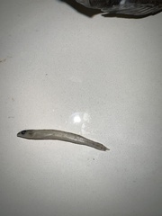 Ammocrypta vivax