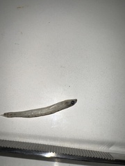 Ammocrypta vivax