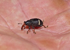 Heilipodus erythrorhynchus