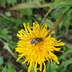 Eristalinus aeneus