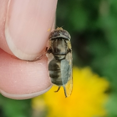Eristalinus aeneus