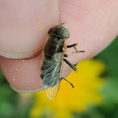 Eristalinus aeneus