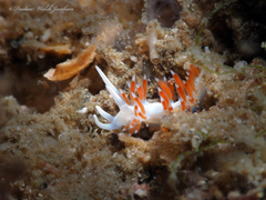 Flabellina dushia