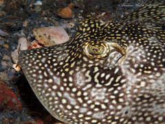 Urobatis jamaicensis