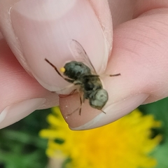 Eristalinus aeneus