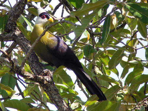 White-crested Turaco