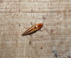 Semiotus serraticornis