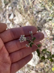 Aloysia