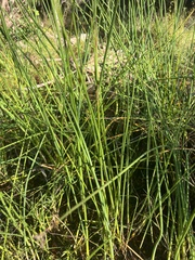 Eleocharis interstincta