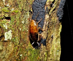 Pseudophyllodromiinae