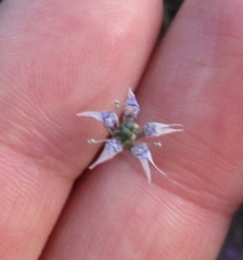 Nigella nigellastrum