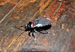 Brontostoma colossus