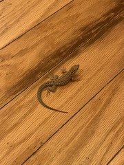 Uta stansburiana