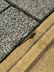 Orthetrum albistylum speciosum