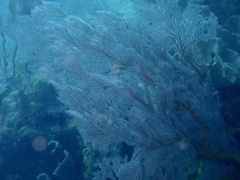 Melithaea ochracea