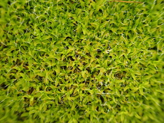 Syntrichia virescens