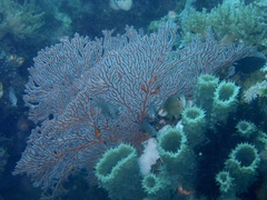 Melithaea ochracea