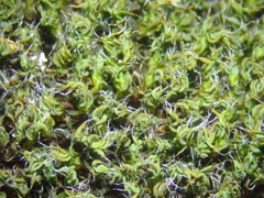 Syntrichia virescens