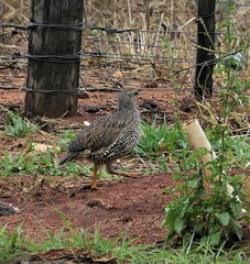 Pternistis natalensis