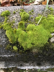 Syntrichia virescens
