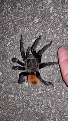 Tliltocatl epicureanus