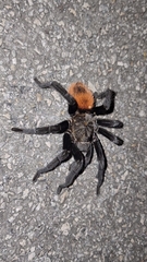 Tliltocatl epicureanus