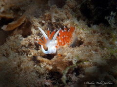 Flabellina dushia
