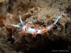 Flabellina dushia