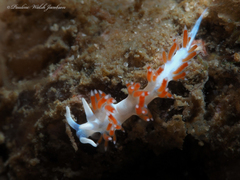 Flabellina dushia