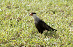 Caracara plancus