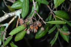 Lyonia ferruginea