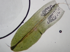 Syntrichia virescens
