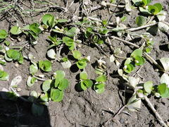 Primulaceae