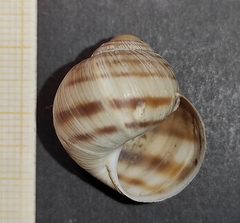 Helix philibinensis