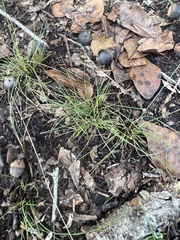 Eleocharis baldwinii