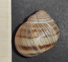 Helix philibinensis