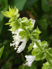 Ocimum basilicum