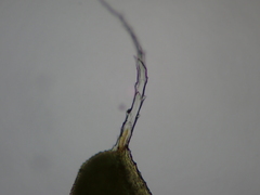 Syntrichia virescens