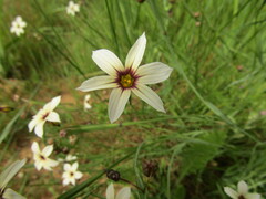 Sisyrinchium chilense