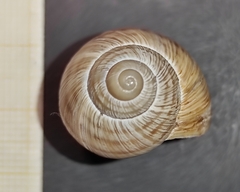 Helix philibinensis